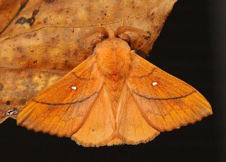 Lasiocampidae